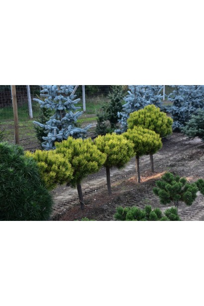 Сосна горная Винтер Голд на штамбе в ландшафте